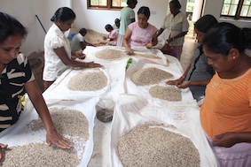 Final control (here: white pepper)